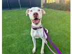 Adopt AUGGIE a White Labrador Retriever / Pit Bull Terrier / Mixed dog in