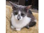 Adopt Lindy a Gray or Blue (Mostly) Domestic Longhair / Mixed (long coat) cat in