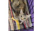 Adopt On Cloud a Brown Tabby Domestic Shorthair / Mixed (short coat) cat in Ball