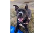 Adopt Carson a Black American Pit Bull Terrier / Mixed dog in Kansas City