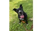 Adopt Bulma a Black Mixed Breed (Large) / Husky / Mixed dog in Kansas City