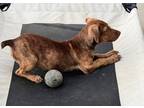 Adopt Cocoa a Red/Golden/Orange/Chestnut Dachshund / Mixed dog in Fountain