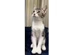 Adopt Margie a Domestic Shorthair / Mixed (short coat) cat in St.