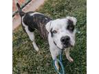 Adopt Twinkie a White - with Tan, Yellow or Fawn Pit Bull Terrier / Mixed dog in