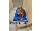 Adopt ETTA Love the Adults Sweetie Heart in Kill Shelter a Pit Bull Terrier /