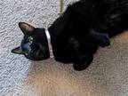 Adopt Storm (prev Muffin) a All Black Domestic Shorthair / Mixed (short coat)