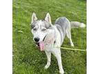 Adopt Snowy a Gray/Silver/Salt & Pepper - with White Husky / Mixed dog in
