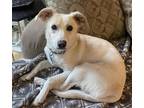 Adopt Chrissy a Beagle / Mixed dog in Washington, DC (38764769)
