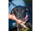 Adopt Cher a Black Labrador Retriever / Mixed dog in Greenwood, SC (38867054)