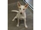 Adopt Zurg a White Mixed Breed (Large) / Mixed dog in Farmington, NM (38834605)