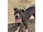 Adopt Juniper a Gray/Blue/Silver/Salt & Pepper Shar Pei / Mixed dog in Irving