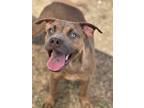 Adopt Jamboree a Brown/Chocolate Shar Pei / Mixed dog in Irving, TX (38799776)