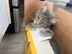 Adopt Frankie a Domestic Shorthair / Mixed cat in Salt Lake City, UT (38853240)