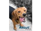 Adopt ANGUS a Beagle / Mixed dog in Moberly, MO (38887718)