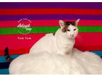 Adopt Tom Tom a Domestic Shorthair / Mixed cat in Salt Lake City, UT (38703859)