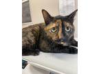 Adopt Zola a Domestic Shorthair / Mixed cat in El Cajon, CA (38868297)