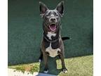 Adopt Glenda a German Shepherd Dog / Labrador Retriever / Mixed dog in San