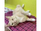 Adopt Tilda a Domestic Shorthair / Mixed cat in Fresno, CA (38877332)