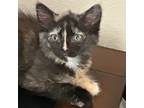 Adopt Tilly a Tortoiseshell Domestic Shorthair / Mixed cat in Long Beach