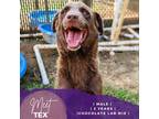 Adopt Tex a Brown/Chocolate Labrador Retriever / Mixed Breed (Medium) / Mixed