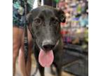 Adopt Smokey a Black German Shepherd Dog / Mixed dog in Peachtree City