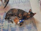 Adopt DUSK a Tortoiseshell Domestic Shorthair / Mixed (short coat) cat in San