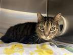 Adopt 2307-0112 Fair Oaks a Brown Tabby Domestic Shorthair / Mixed (short coat)