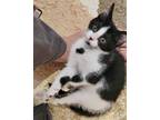 Adopt Diamond a Black & White or Tuxedo Siamese (short coat) cat in Franklin