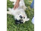 Adopt Klaus - Adoption Pending a White Papillon dog in Kelowna, BC (38733117)