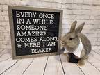 Adopt Beaker a Grey/Silver Dwarf / Mixed rabbit in Columbus, OH (38727398)
