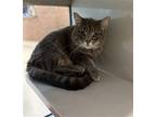 Adopt GRACIE a Gray or Blue Domestic Mediumhair / Mixed (medium coat) cat in