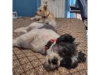 Adopt Stamford a Black Shih Tzu / Mixed dog in Houston, TX (38827581)