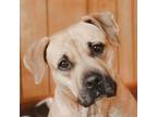 Adopt Kali a Tan/Yellow/Fawn Black Mouth Cur / Mountain Cur / Mixed dog in