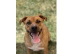 Adopt Beach Rose a Tan/Yellow/Fawn Retriever (Unknown Type) / Mixed dog in