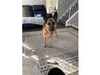 Adopt Ruby a Brown/Chocolate - with Black German Shepherd Dog / Mixed dog in