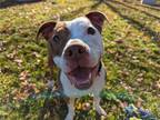 Adopt Nikita a Mixed Breed (Medium) / Mixed dog in Wilmington, DE (38615663)