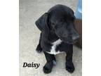 Adopt Daisy a Black Mixed Breed (Medium) / Mixed dog in Atascocita