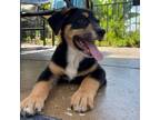 Adopt Shrimp a Mixed Breed (Medium) / Mixed dog in Rancho Santa Fe