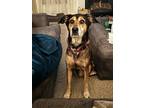 Adopt Torvill a Black Mixed Breed (Medium) / Mixed dog in Cincinnati