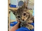 Adopt Rholand a Tan or Fawn Domestic Shorthair / Domestic Shorthair / Mixed