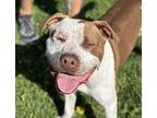 Adopt Finn a Pit Bull Terrier / Mixed dog in Napa, CA (38665204)