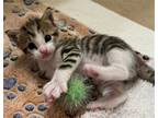 Adopt Mars a Brown Tabby Domestic Shorthair / Mixed cat in Atascocita