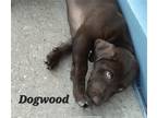Adopt Dogwood a Mixed Breed (Medium) / Mixed dog in Atascocita, TX (38774169)
