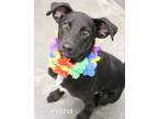Adopt Willamena a Labrador Retriever / Mixed dog in Gautier, MS (38746552)