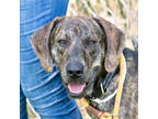 Adopt Noodle a Brindle Shepherd (Unknown Type) / Mixed dog in Marshall
