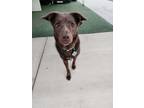 Adopt CANELA a Brown/Chocolate Labrador Retriever / Mixed dog in Las Vegas