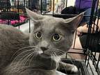 Adopt Chevy a Gray or Blue (Mostly) Domestic Shorthair / Mixed cat in