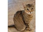 Adopt Lily a Brown Tabby Domestic Shorthair / Mixed cat in Atascocita