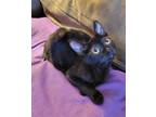 Adopt Lola a All Black Domestic Shorthair / Mixed cat in Atascocita