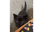 Adopt Benjamin a All Black Domestic Shorthair / Mixed (short coat) cat in